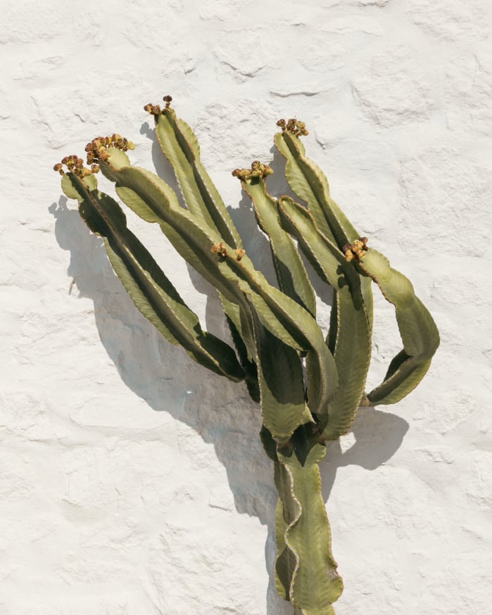 cactus against a wall