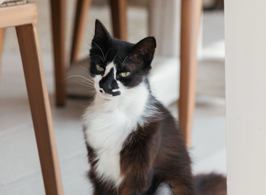 cat looking at the camera